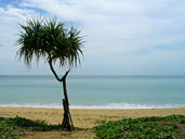 หาดในยาง_อุทยานแห่งชาติสิรินาถ_ภูเก็ต_4